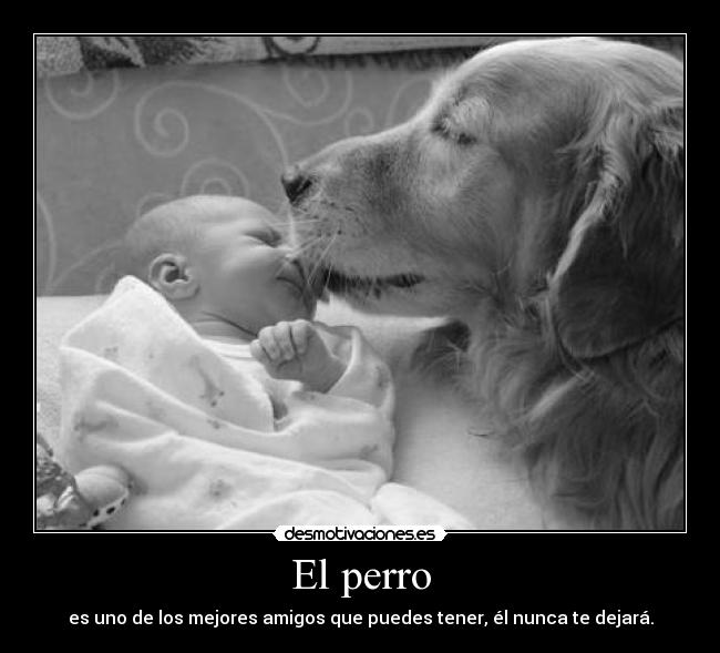 El perro -