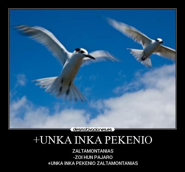 +UNKA INKA PEKENIO - ZALTAMONTANIAS
-ZOI HUN PAJARO
+UNKA INKA PEKENIO ZALTAMONTANIAS