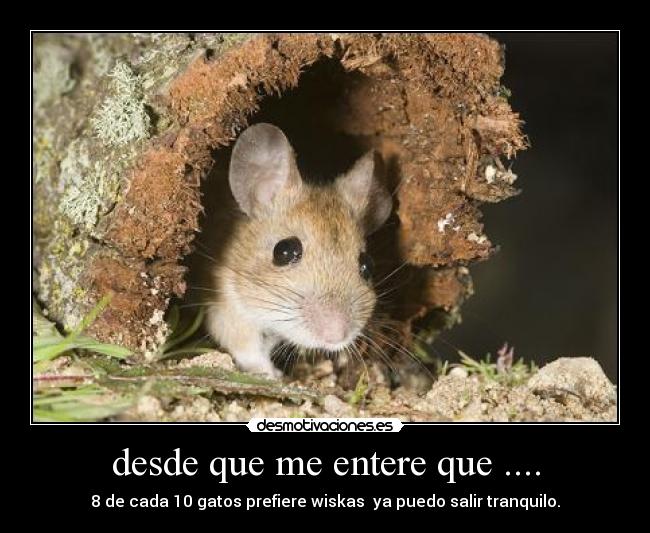 desde que me entere que .... - 8 de cada 10 gatos prefiere wiskas ya puedo salir tranquilo.