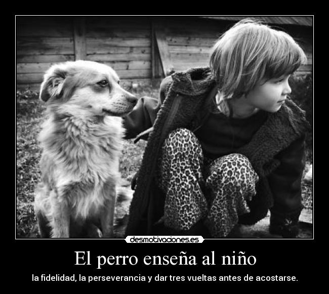 El perro enseña al niño - la fidelidad, la perseverancia y dar tres vueltas antes de acostarse.