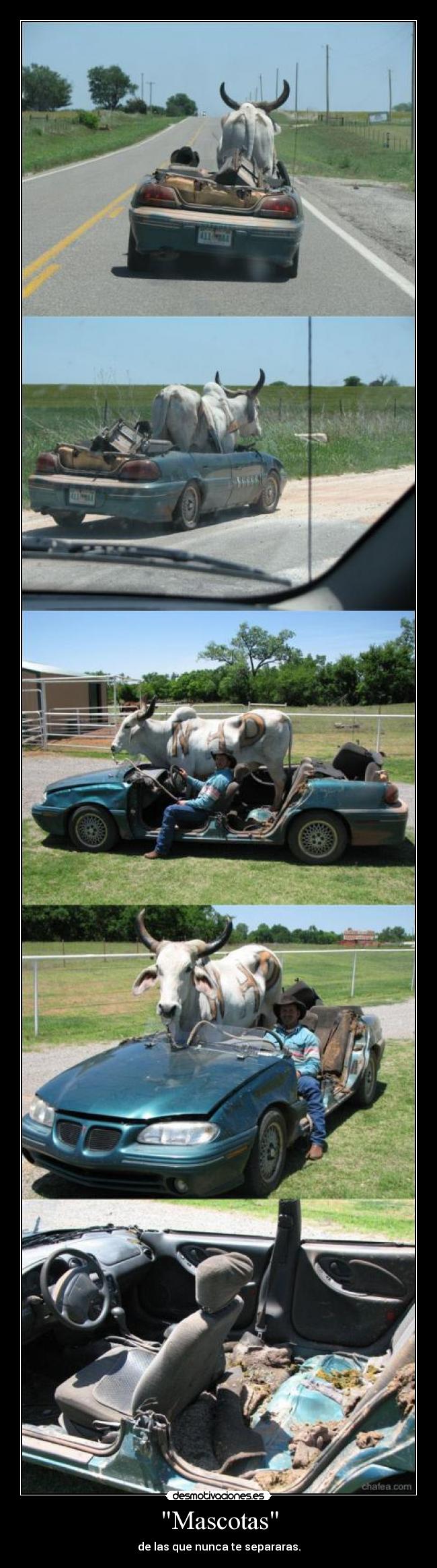 Mascotas - de las que nunca te separaras.