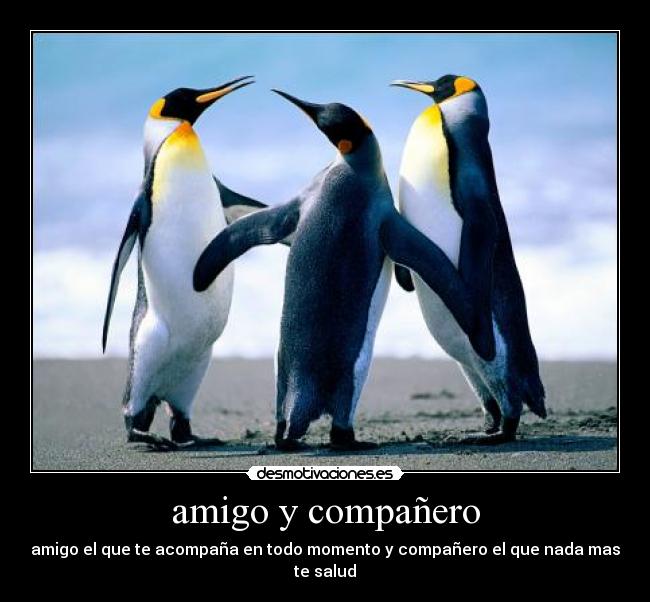 amigo y compañero - 