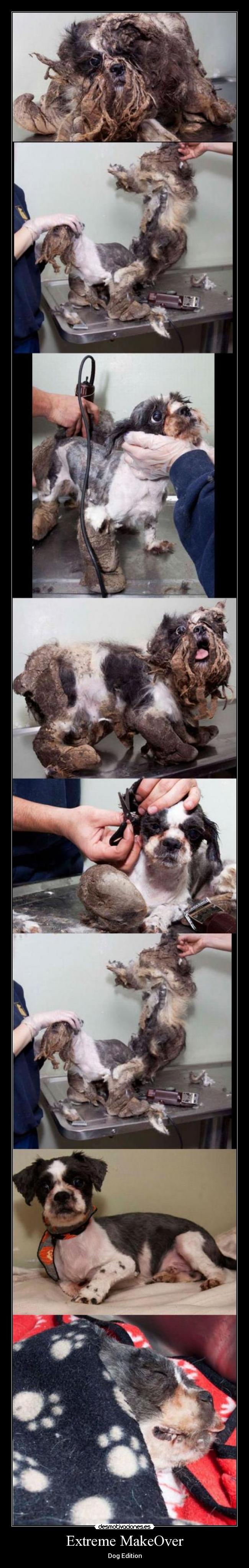 Extreme MakeOver - Dog Edition