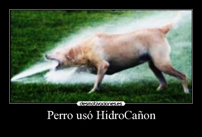 Perro usó HidroCañon - 