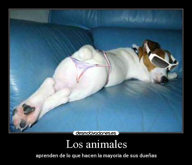 carteles animales perras desmotivaciones