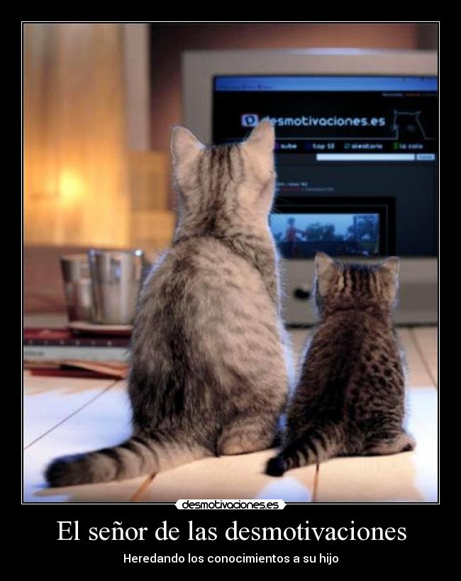 carteles desmotivaciones desmotivaciones waltk gatos humor principal desmotivaciones