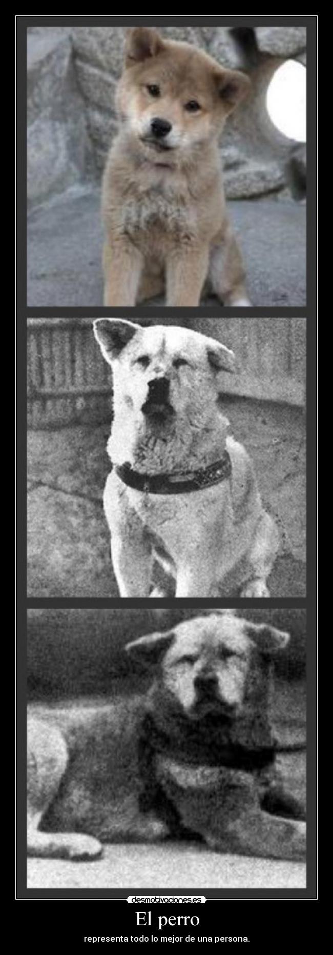 El perro - representa todo lo mejor de una persona.