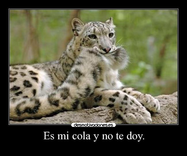 Es mi cola y no te doy. -