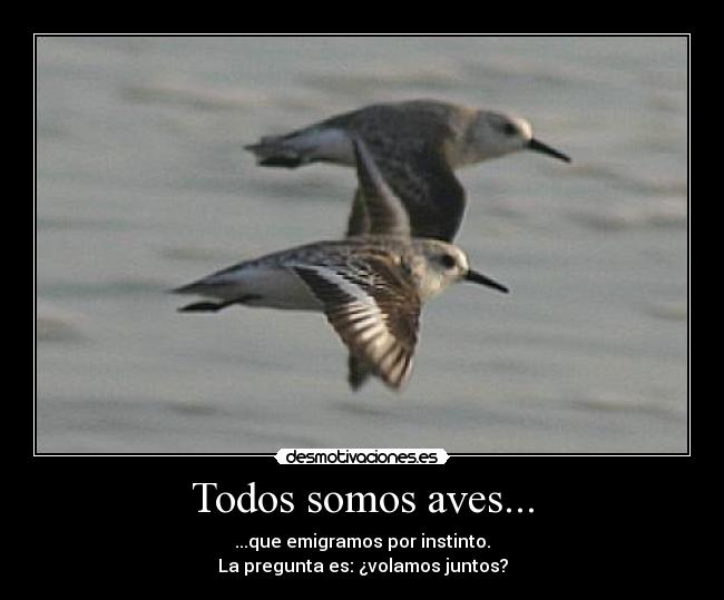 Todos somos aves... - ...que emigramos por instinto.
La pregunta es: ¿volamos juntos?