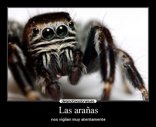 Las arañas - nos vigilan muy atentamente