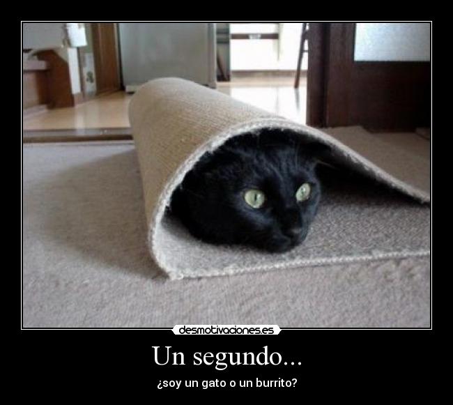 carteles gato burrito desmotivaciones