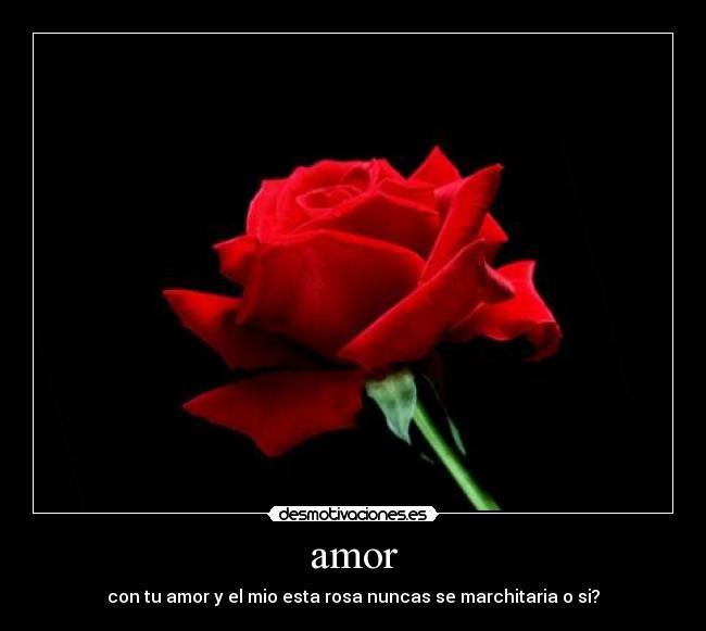 amor - 