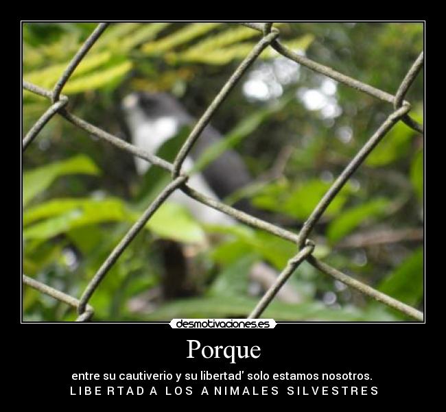 Porque -