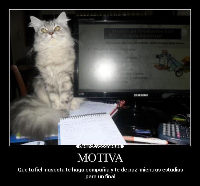 MOTIVA - 