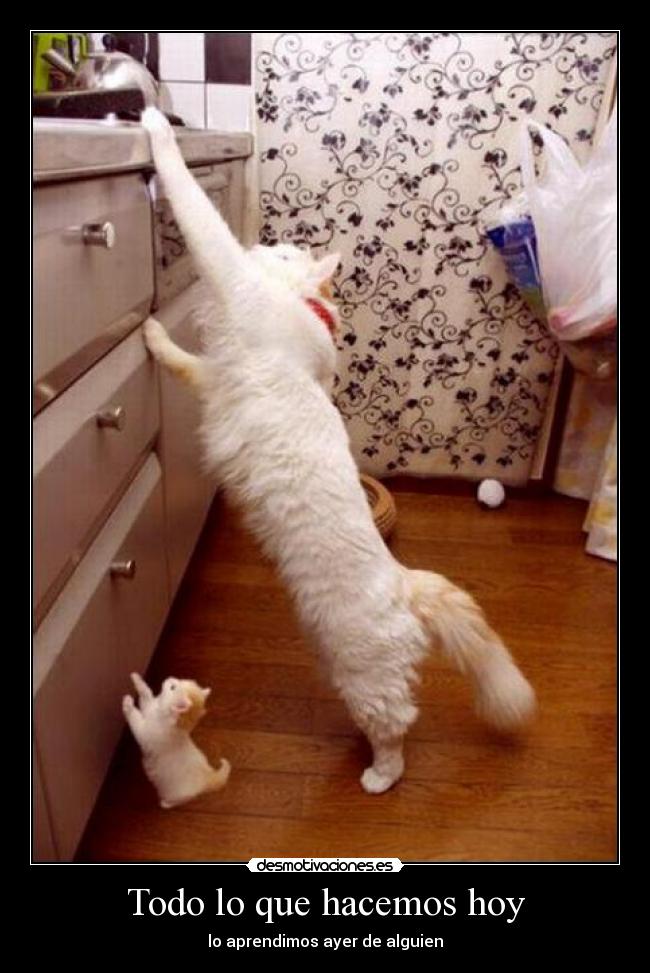 carteles gatoshijo aprende escalar banco cocina robar sus duenos desmotivaciones
