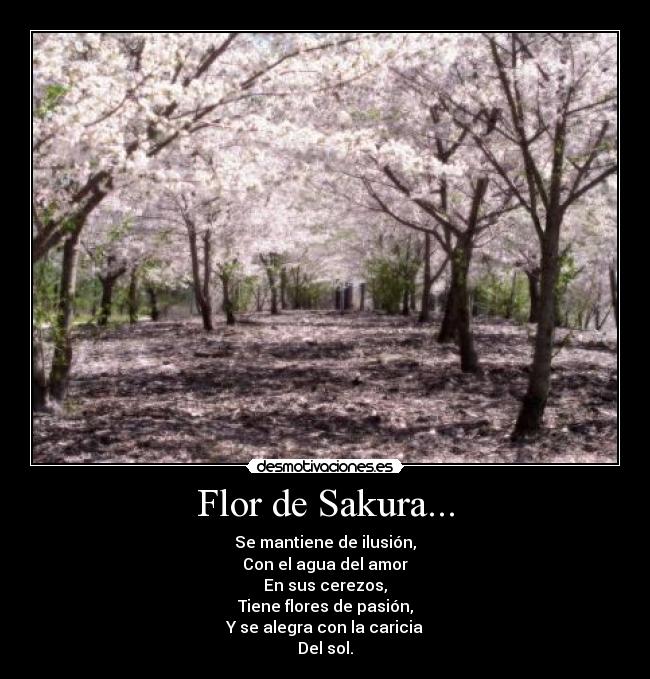 Flor de Sakura... -