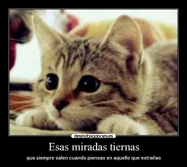 Esas miradas tiernas - 