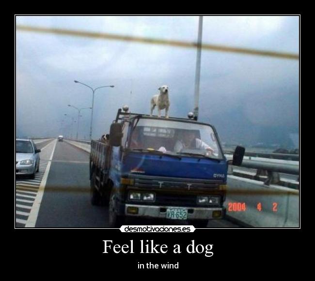 Feel like a dog - 