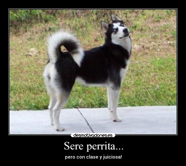 Sere perrita... - 