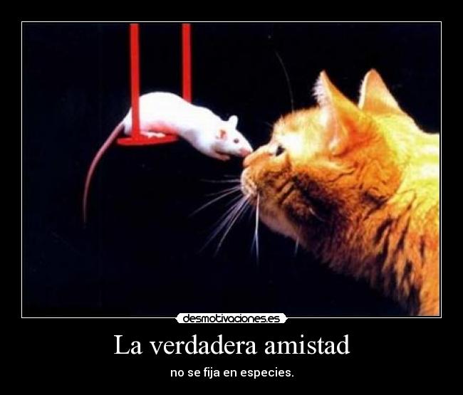 La verdadera amistad - 