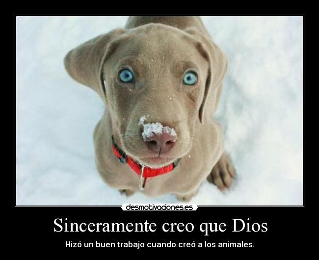 Sinceramente creo que Dios -