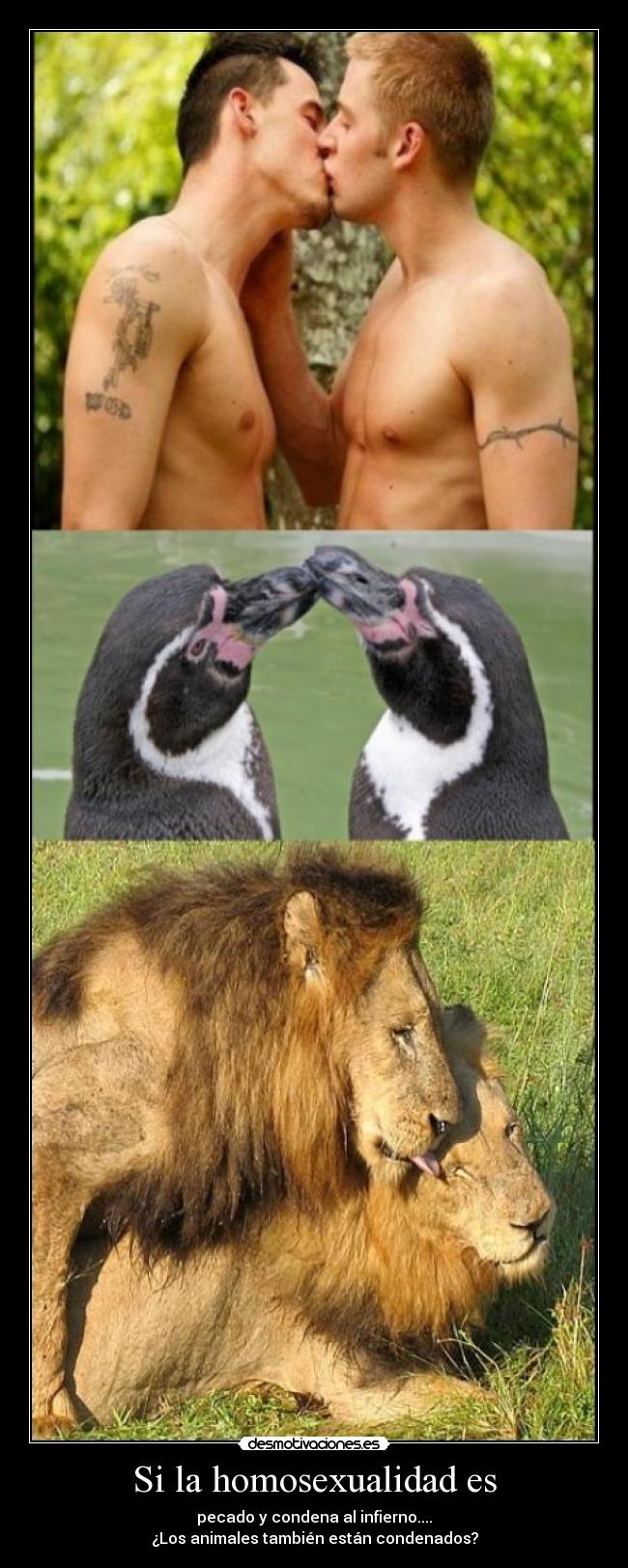 Si la homosexualidad es -