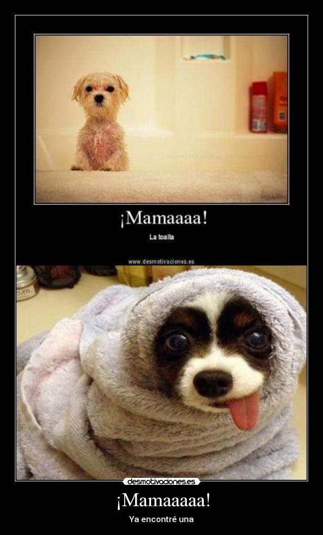 carteles perrito lindo toalla agua mojado desmotivaciones