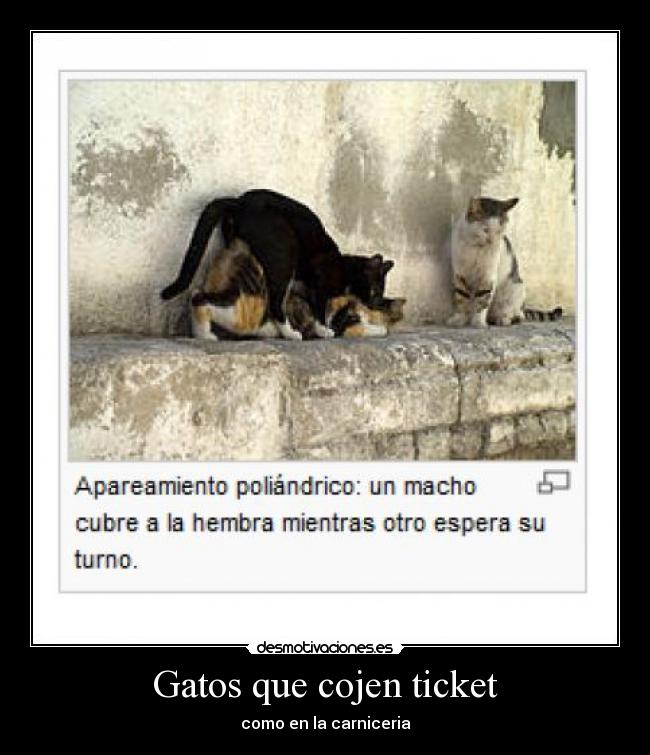 Gatos que cojen ticket - como en la carniceria