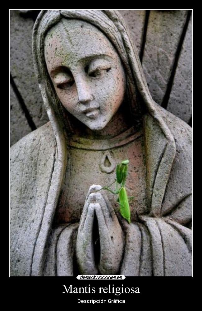 Mantis religiosa - Descripción Gráfica