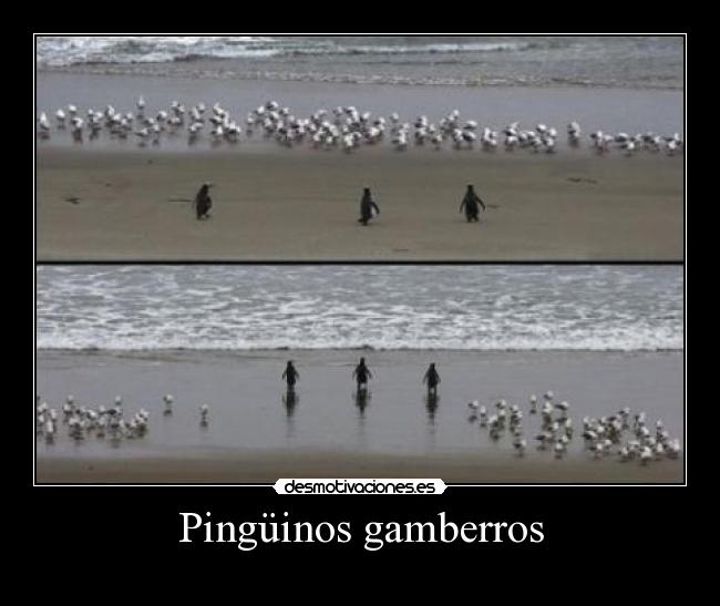 Pingüinos gamberros - 