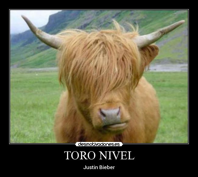 TORO NIVEL - 