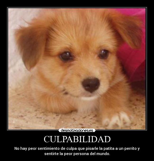 CULPABILIDAD - No hay peor sentimiento de culpa que pisarle la patita a un perrito y
sentirte la peor persona del mundo.
