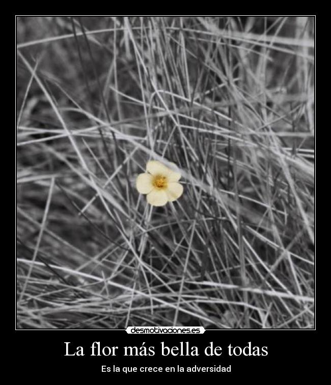 La flor más bella de todas - Es la que crece en la adversidad