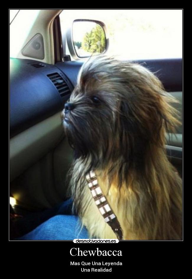 Chewbacca - Mas Que Una Leyenda
Una Realidad