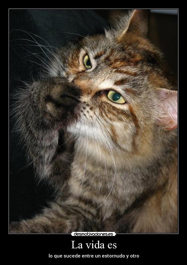 La vida es - lo que sucede entre un estornudo y otro