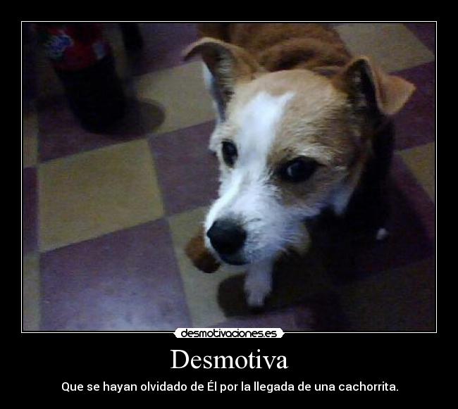 Desmotiva - Que se hayan olvidado de Él por la llegada de una cachorrita.