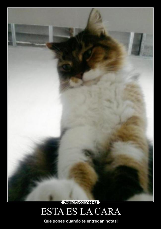 ESTA ES LA CARA - Que pones cuando te entregan notas!