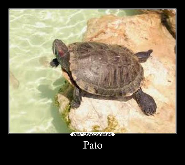Pato -