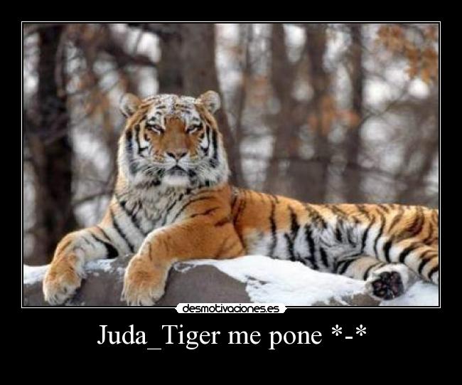 Juda_Tiger me pone *-* - 
