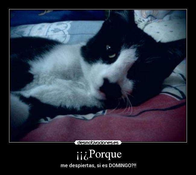 ¡¡¿Porque - me despiertas, si es DOMINGO?!!