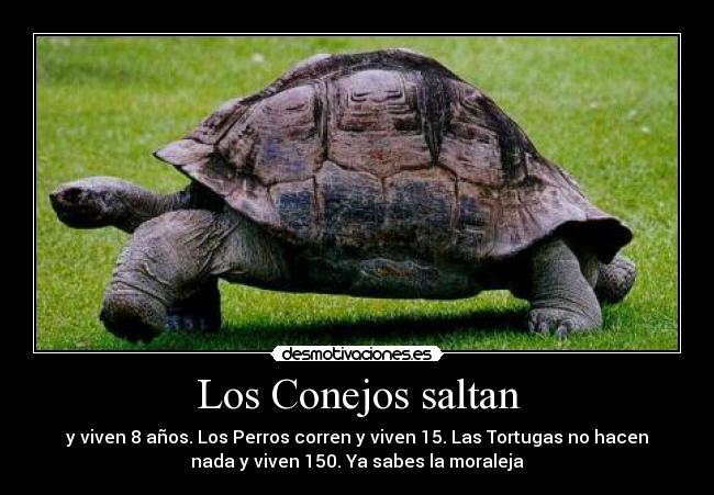 Los Conejos saltan -