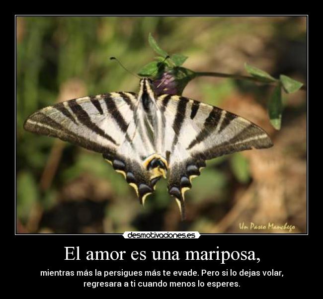 El amor es una mariposa, - mientras más la persigues más te evade. Pero si lo dejas volar,
regresara a ti cuando menos lo esperes.