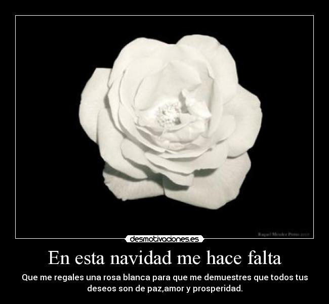 En esta navidad me hace falta - Que me regales una rosa blanca para que me demuestres que todos tus
deseos son de paz,amor y prosperidad.