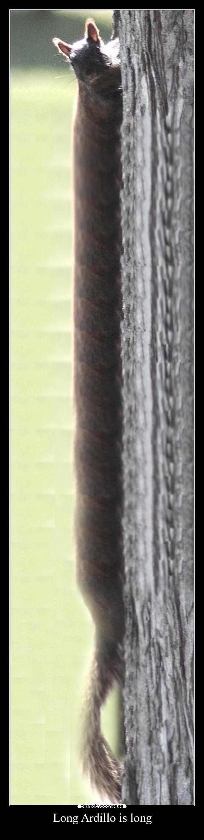 carteles las ardillas molan desmotivaciones