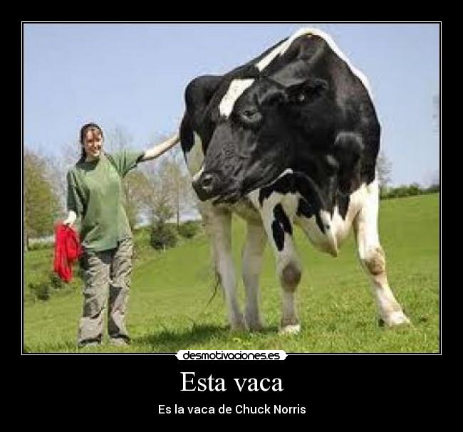Esta vaca -