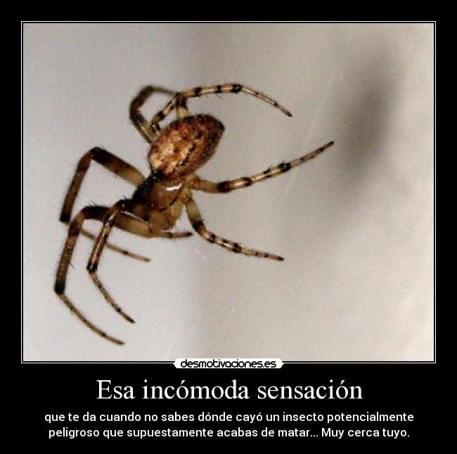 Esa incómoda sensación - que te da cuando no sabes dónde cayó un insecto potencialmente
peligroso que supuestamente acabas de matar... Muy cerca tuyo.