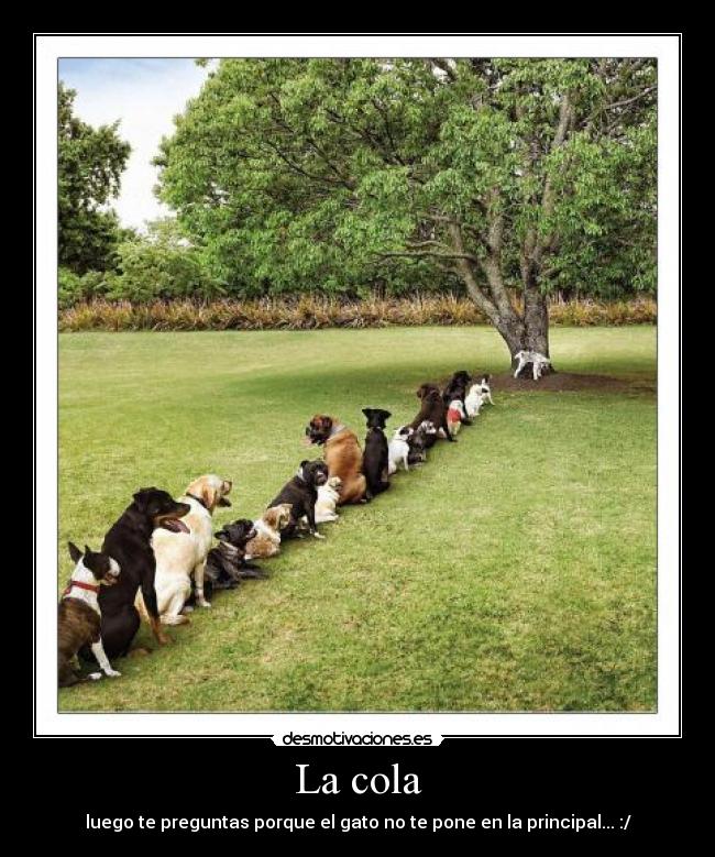 La cola -
