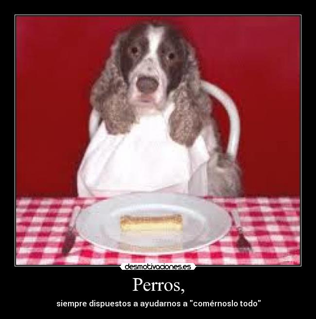 Perros, - 