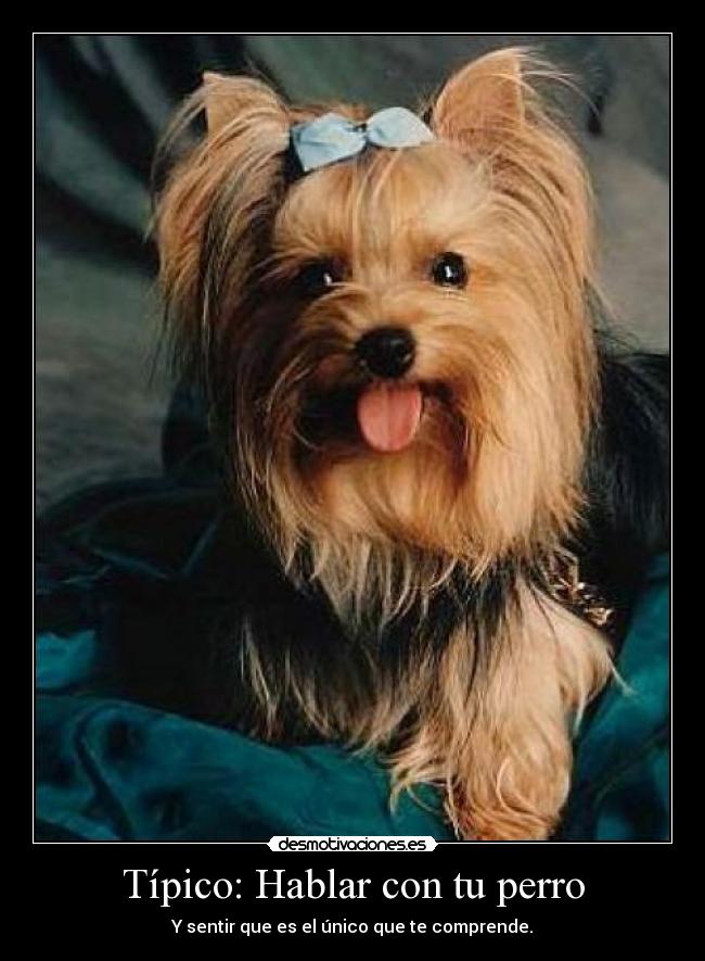 Típico: Hablar con tu perro - Y sentir que es el único que te comprende.