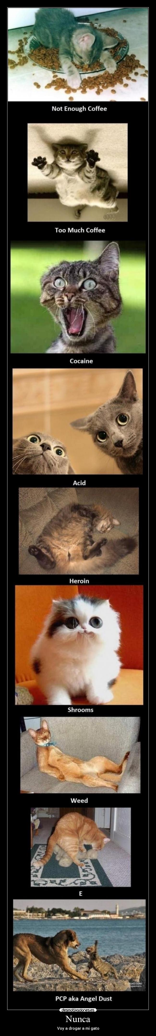 Nunca - Voy a drogar a mi gato